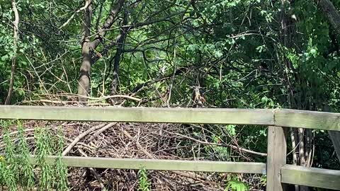 Cardinal scared off by red tip wing black bird