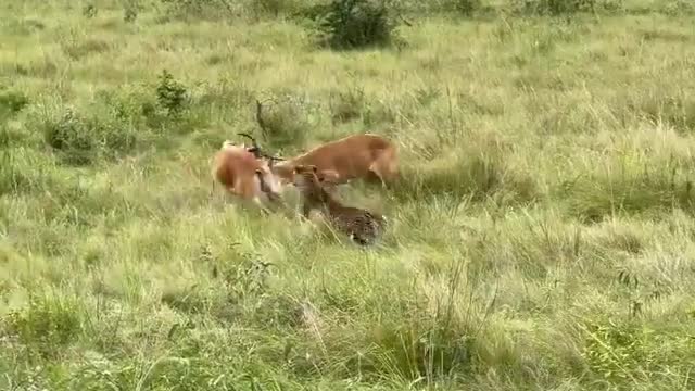 A fight between two deer and a tiger