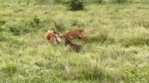 A fight between two deer and a tiger