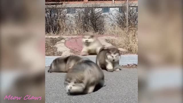 Baby Alaskan Malamute Cutest and Funniest Moments New😍