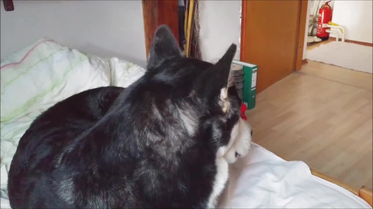 Alaskan Malamute joins owner in howling contest