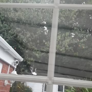 Seagulls stealing my Cat food😻