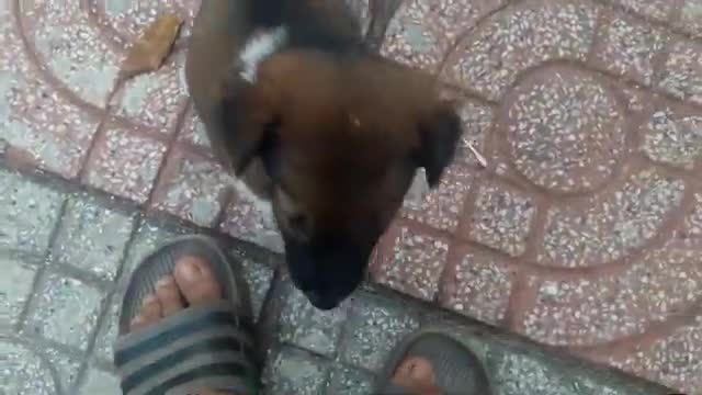 Try Not to Laugh - Puppies Edition #83
