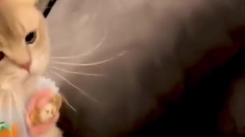 record cats daily # cats # cute pets