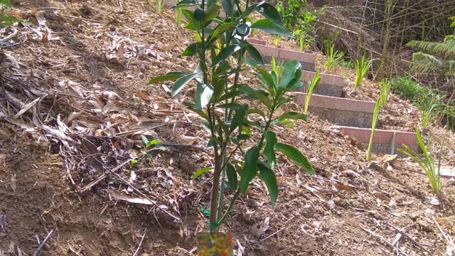 芒果苗，柑橘苗+金針花苗 (mango, citrus)