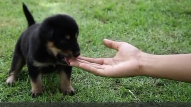 Small Cute dog