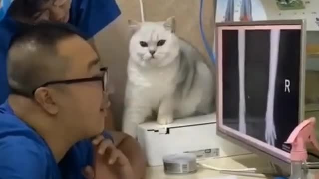 The doctor is doing a cat's head
