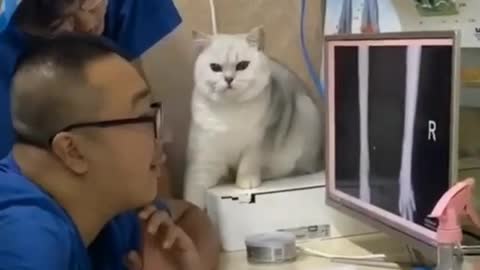 The doctor is doing a cat's head