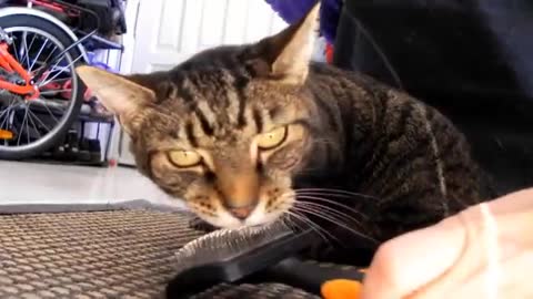 Spider the cat gets a back rub