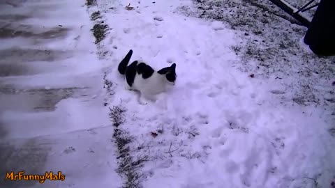 Cats Playing in Snow Compilation