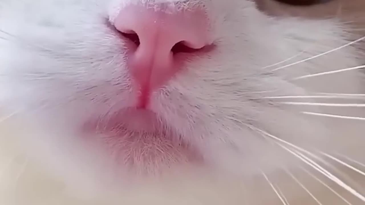 Cat Meowing