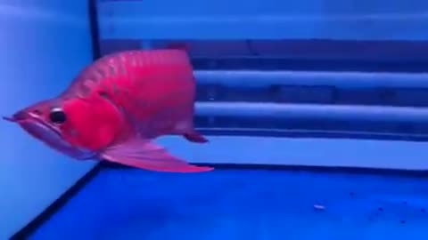 Arowana