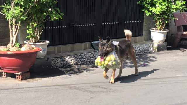 Dog Helps Owner Carry The Groceries