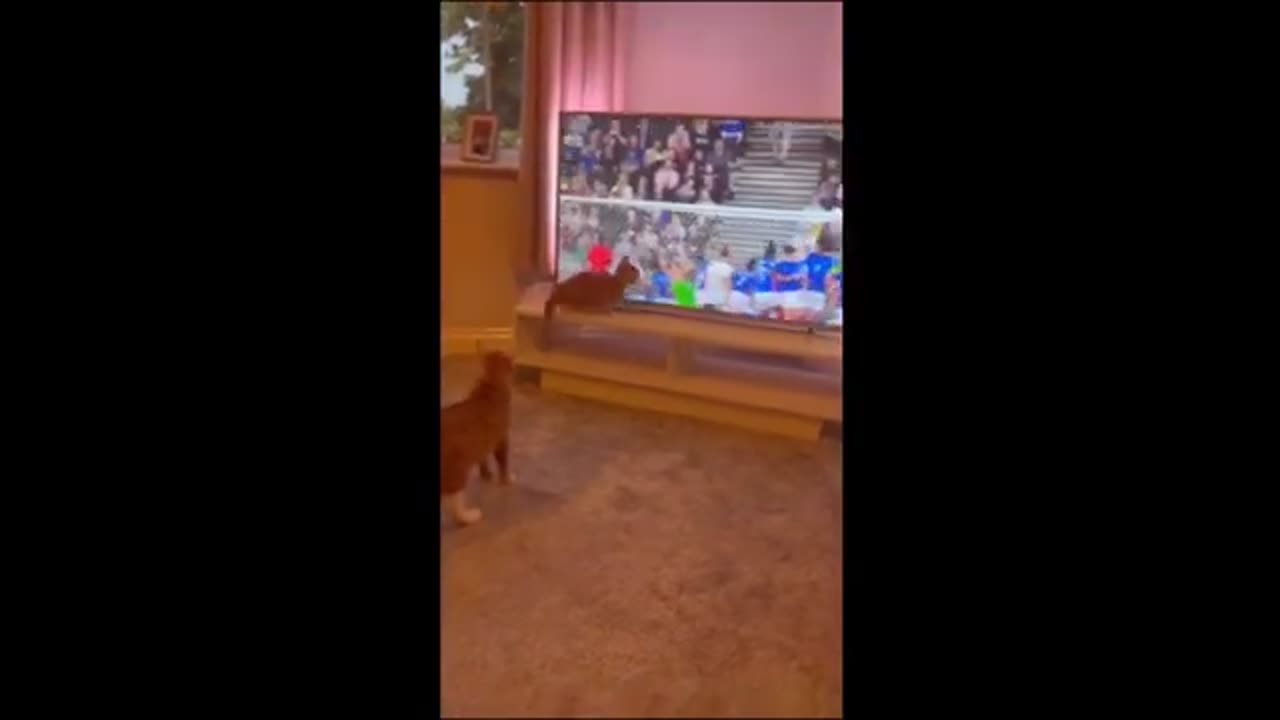 Funny animal video - Dogs and cats putting on a show