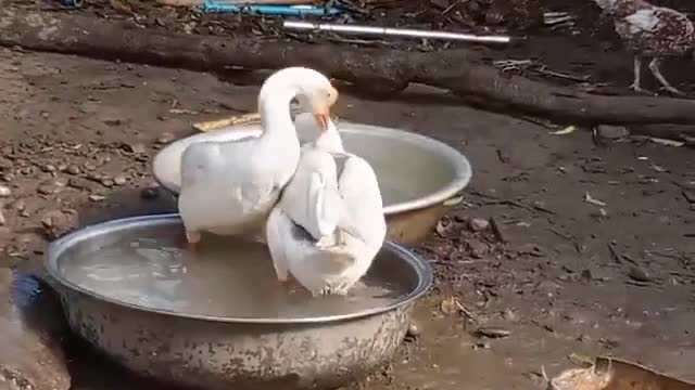 Geese swimming