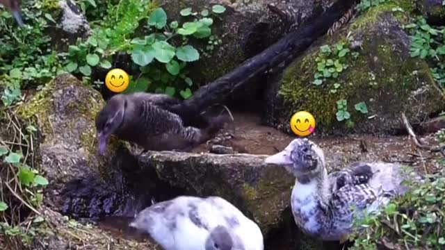 Cat in garden animals another happy day duck