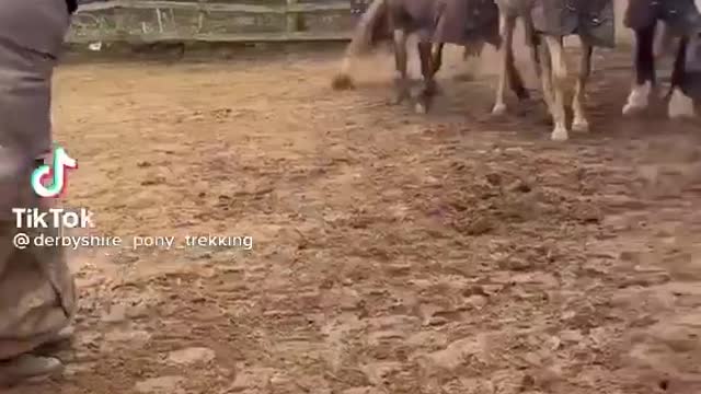 Pony trekking, A new breed