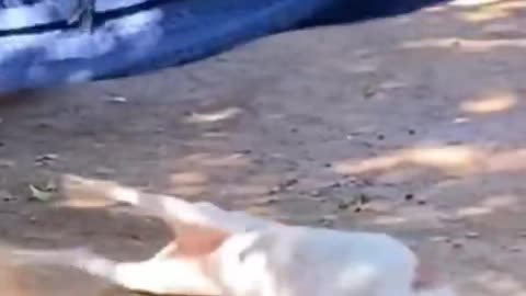 Funny Animals try not to laugh
