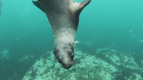 Wonders in the sea.8