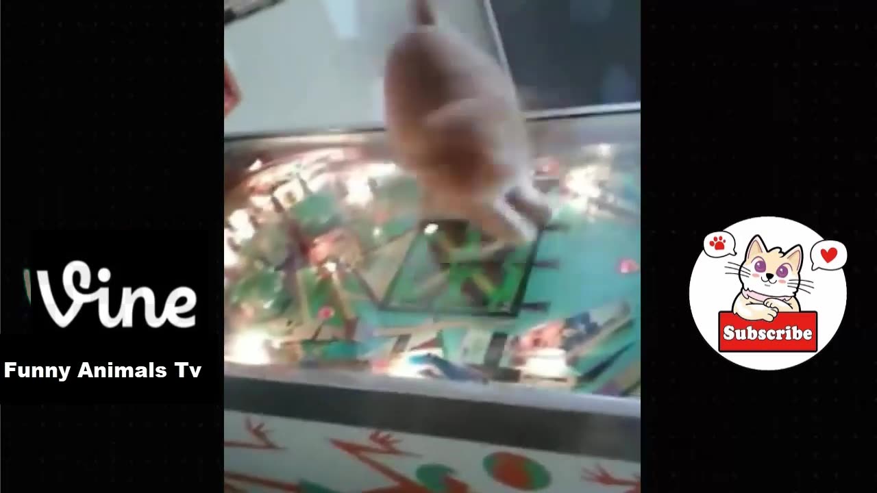 Best Funny Animal Videos Of The 2023 🤣 - Funniest Cats And Dogs Videos 😺😍😂🐶 Funny cat & dog videos 😍part2