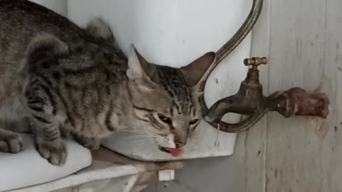 Cat drinking from...