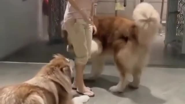 Beautiful Dogs Funny mood