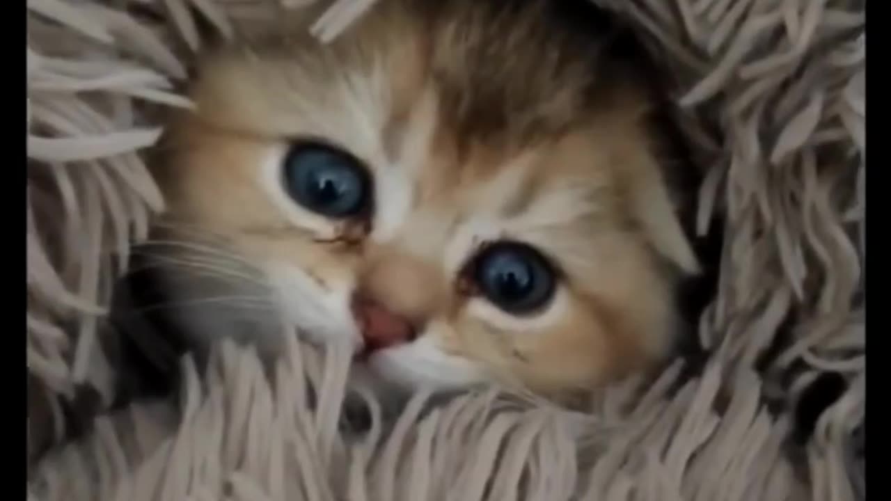 Cute Baby cat Funny Cat World