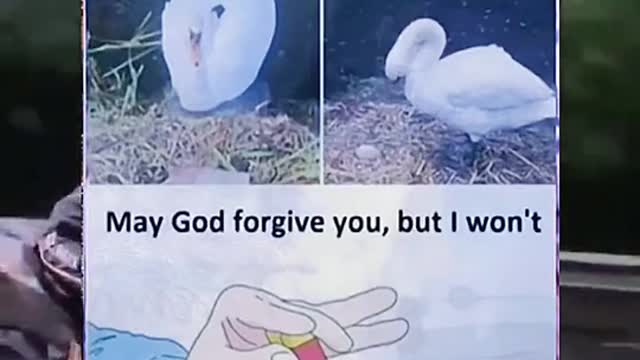 Swan 'Dies Of A Broken Heart' After Teenagers Smashed Her Eggs With Bricks