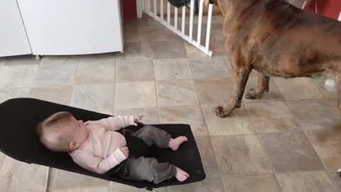 baby laughing, dog playing with baby