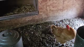 OMC! What has this hen so upset? - Is it that her favorite nesting spot is taken? #shorts #chickens