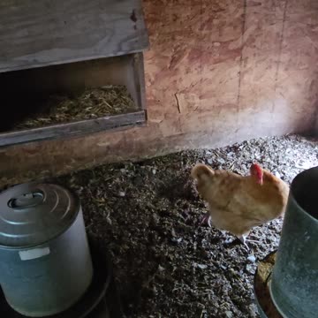 OMC! What has this hen so upset? - Is it that her favorite nesting spot is taken? #shorts #chickens