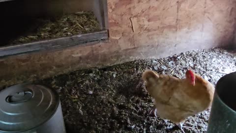 OMC! What has this hen so upset? - Is it that her favorite nesting spot is taken? #shorts #chickens