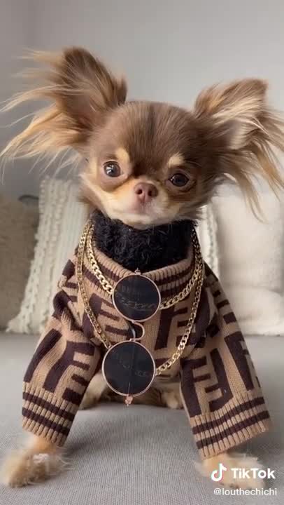 Puppy wear sweater and looking so cute and beautiful