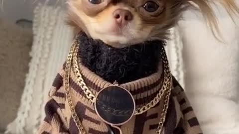 Puppy wear sweater and looking so cute and beautiful