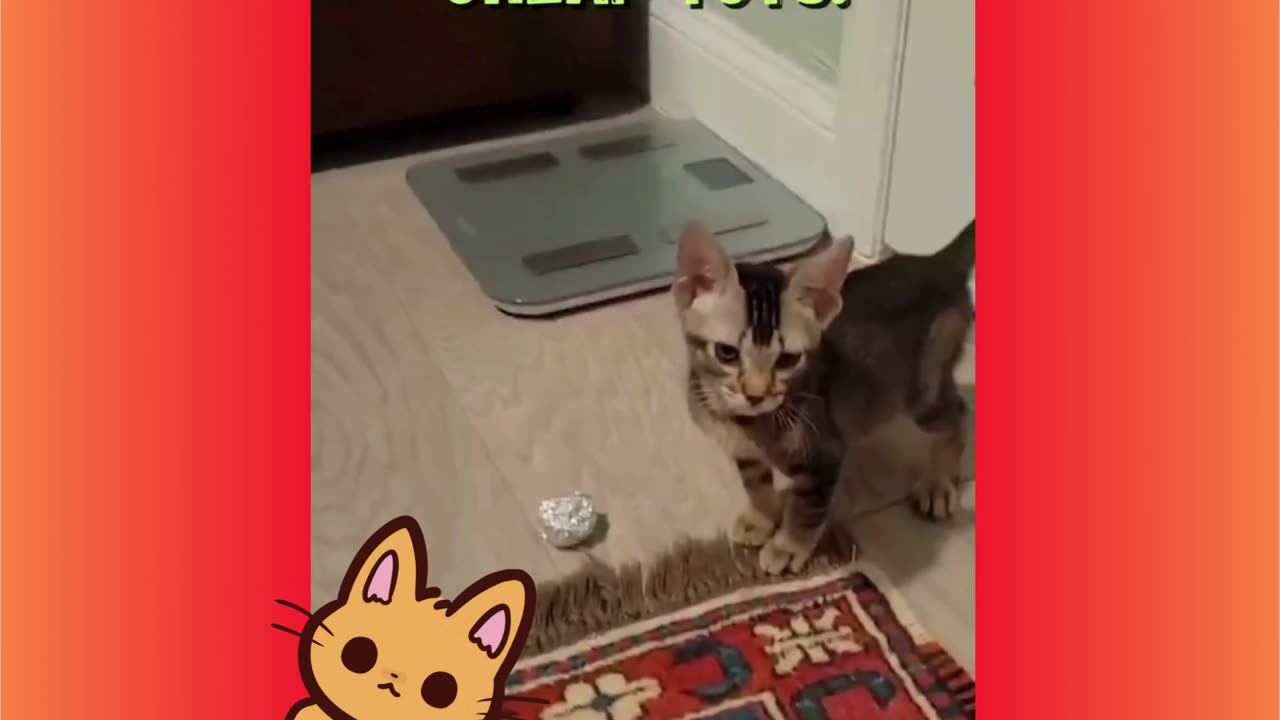 Kitten with Mohawk (Plays with Tin Foil)