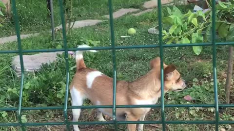 سگ کوچولو بامزه، Cute little dog