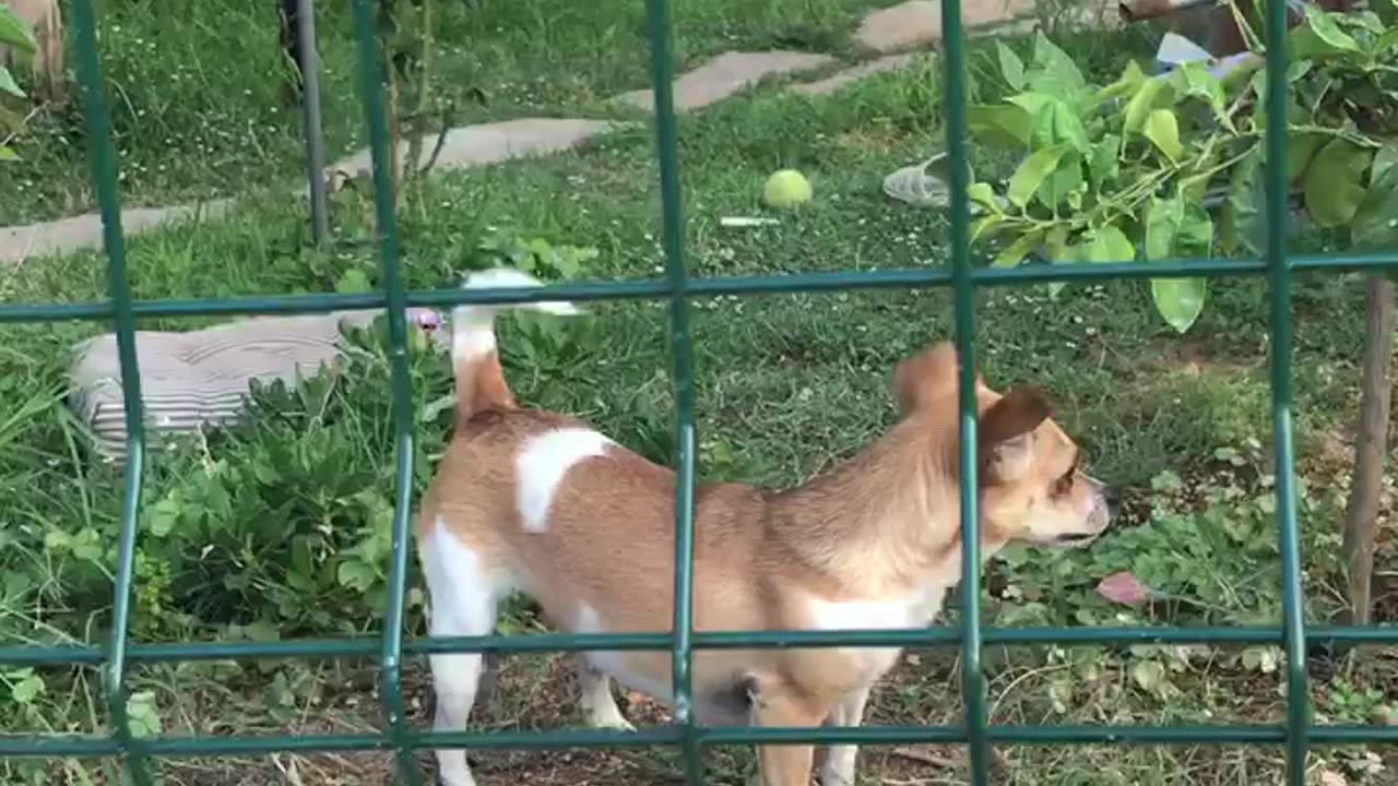 سگ کوچولو بامزه، Cute little dog