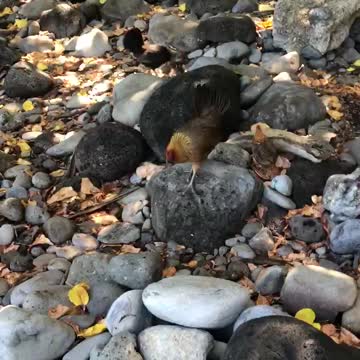 Honoloa Bech walk Maui