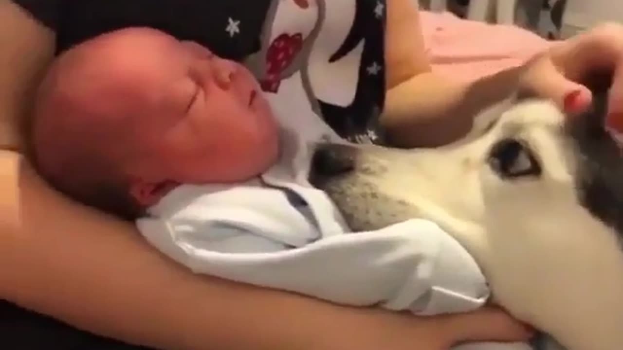 Cute and funny animals