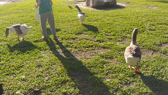 Children feeding geese