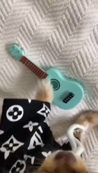 Cute and Funny Dog Videos | Aww Animals #110