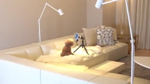 cute dogs make a video