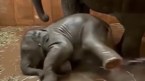 cute baby elephant