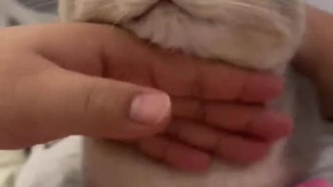 Hand touching the little kitten