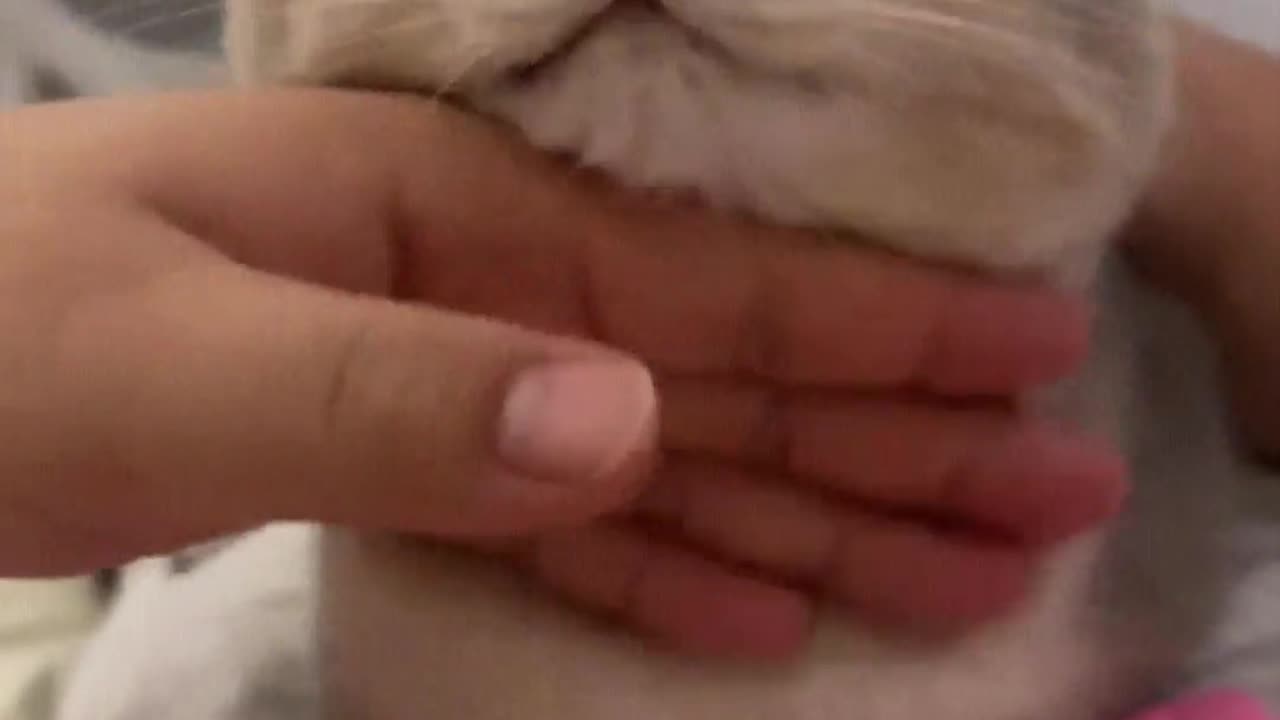 Hand touching the little kitten