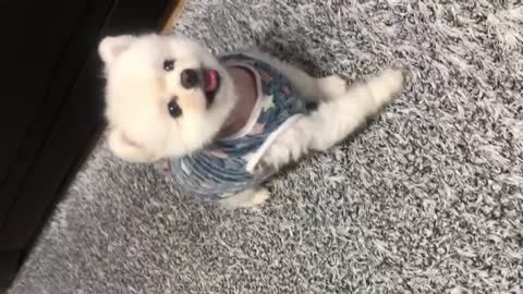 The puppy rolls when asked to sit down for a snack