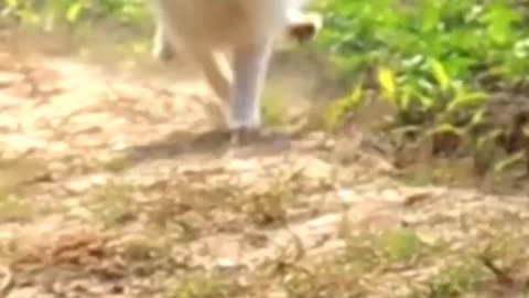 Cute dog