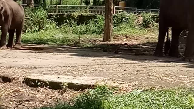 Elephants At The Conservation Centre During Pandemic Era