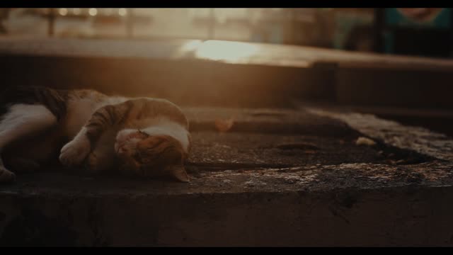 Cat on the street in the rays of sunset