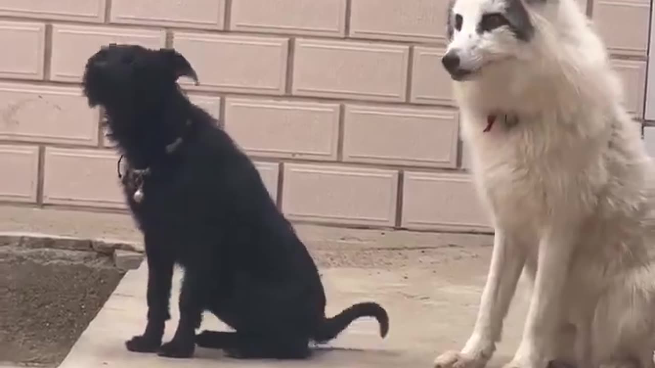 Fox raised by dogs tries to bark like a dog